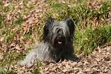 SKYE TERRIER 082